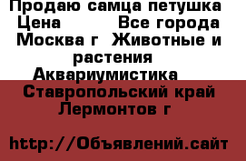 Продаю самца петушка › Цена ­ 700 - Все города, Москва г. Животные и растения » Аквариумистика   . Ставропольский край,Лермонтов г.